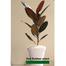 Brikkho Hat Red Rubber Plant With 10 Inch Plastic Pot image