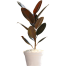 Brikkho Hat Red Rubber Plant Without Pot image