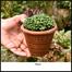 Brikkho Hat Bubble Plant Papos With 8 Inch Plastic Pot image