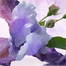 Bvlgari Omnia Amethyste EDT for Women – 65 ml image