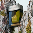 Bvlgari Wood Essence EDP For Man - 100 ml image