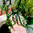 Cabai Kopay Chili Seeds Re-Pack (China) Seeds - 5Pcs image
