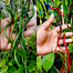 Cabai Kopay Chili Seeds Re-Pack (China) Seeds - 5Pcs image