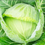 Cabbage Seeds - 0.1 Gm image