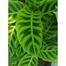 Brikkho Hat Calathea Zebrina Zebra Plant With 12 Inch Plastic Pot image