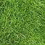Carpet Grass Seeds 0.5gm Re-Pack Thailand image