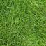 Carpet Grass Seeds 1gm Re-Pack image