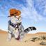 Cat Cowboy Hat || Funny Pet Hat for Puppy Cat image