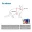 Cat Harness and Lead Adjustable Cat Harness and Leash image
