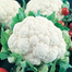 Cauliflower Seeds - 0.1Gm image