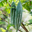 Chichinga (Snake Gourd) Pack - 0.1Gm image