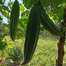 Chichinga (Snake Gourd) Pack - 0.1Gm image