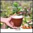 Brikkho Hat China Bot With 5 Inch Regular Clay Pot Small image