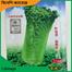China Cabbage Seeds image