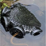 China Magic 8-Hole Fish Catching Trap - 14 Inch image