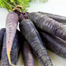 Chinese Black Wonder Carrot Seeds 0.1gm Re-Pack image