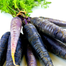 Chinese Black Wonder Carrot Seeds 0.1gm Re-Pack image