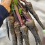 Chinese Black Wonder Carrot Seeds 0.1gm Re-Pack image