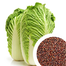 Chinese Napa Cabbage Seeds Imported Seeds Re-Pack - 10 pcs image