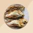 Chouka Shutki Fish / Dry Fish Premium Quality image