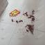 Cockroach And Flies Killing Powder 1Pcs image