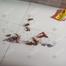 Cockroach And Flies Killing Powder 1Pcs image