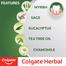 Colgate Herbal Toothpaste (100gm) image