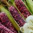 Corn, Ultra Violet Hybrid 5pcs Seeds image