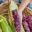Corn, Ultra Violet Hybrid 5pcs Seeds image