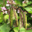 Dwarf Bean Seeds - 10Pcs image