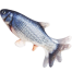 Electric Moving Fish Cat Toy Realistic Plush Simulation Electric Wagging Fish Cat Toy Catnip Kicker Toys Funny Interactive Pets Pillow Chew Bite Kick Supplies for Cat Kitten Kitty (Carp) image