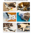 Electric Moving Fish Cat Toy Realistic Plush Simulation Electric Wagging Fish Cat Toy Catnip Kicker Toys Funny Interactive Pets Pillow Chew Bite Kick Supplies for Cat Kitten Kitty (Carp) image