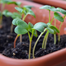 Epsom Fertilizer Re-Pack For Any Plant - 200gm image