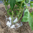 Epsom Fertilizer Re-Pack For Any Plant - 200gm image