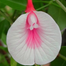Exclusive Double Petal Oporajita Flower Seed image
