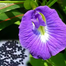 Exclusive Double Petal Oporajita Flower Seeds image