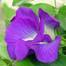 Exclusive Double Petal Oporajita Seeds image