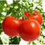 F1 Hybrid Tomato Seeds Mongal Raja Brand (Thailand) Pack - 5gm image