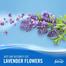 Febreze Lavender Air Mist Spray 300 ml image