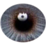 Freshlook Misty Gray Color Contact Lens image