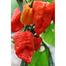 Golden Hills Farm hybrid Variety Bhut Jolokia Ghost Pepper Chilli image