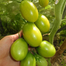 Green Emerald Saint Tomato Seeds Re-Pack - 0.1gm image