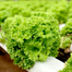 Green Lettuce Seeds Intact Pack - 10gm image