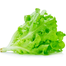 Green Lettuce Seeds Intact Pack - 10gm image