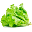 Green Lettuce Seeds Intact Pack - 10gm image