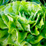 Green Lettuce Seeds Intact Pack - 10gm image