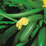 HYV. Squash Seeds - 5Pcs image