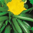 HYV. Squash Seeds - 5Pcs image