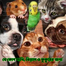 Hepafit Vet For Any Pet And Bird - 20ml image
