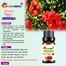 Hibiscus (Joba) Essential oil -10ml image